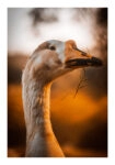 Poster RUSTIC FARMHOUSE GOOSE