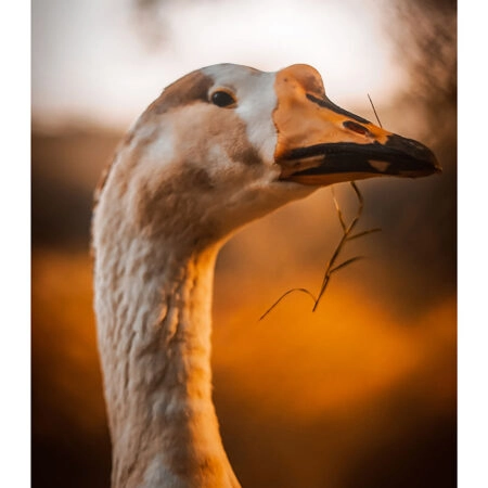 Poster RUSTIC FARMHOUSE GOOSE -  Sticky 2