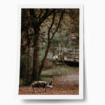 Poster RUSTIC FARMHOUSE HOG 2