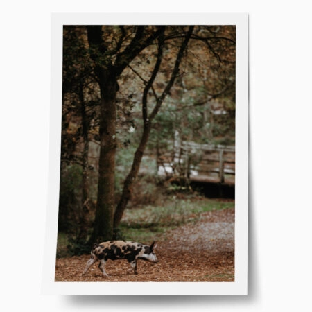 Poster RUSTIC FARMHOUSE HOG 2 - 