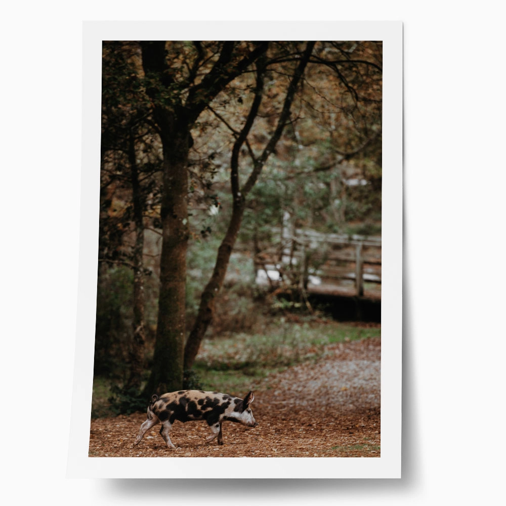 Poster RUSTIC FARMHOUSE HOG 2