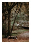 Poster RUSTIC FARMHOUSE HOG 2