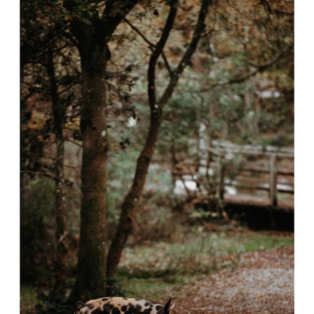Poster RUSTIC FARMHOUSE HOG 2 -  Sticky 2