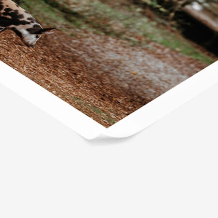 Poster RUSTIC FARMHOUSE HOG 2 -  Sticky 1
