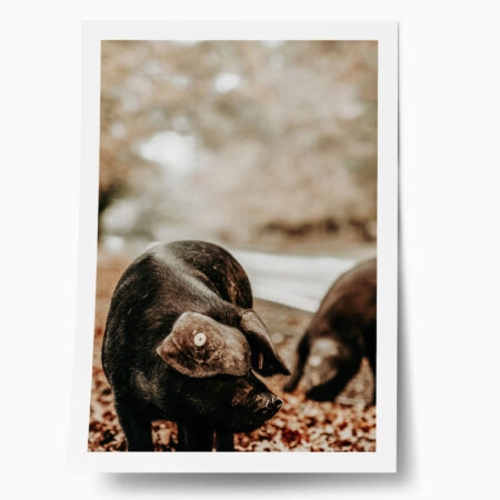 Poster RUSTIC FARMHOUSE HOG 3 - 