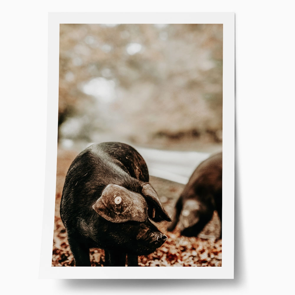Poster RUSTIC FARMHOUSE HOG 3