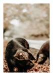 Poster RUSTIC FARMHOUSE HOG 3