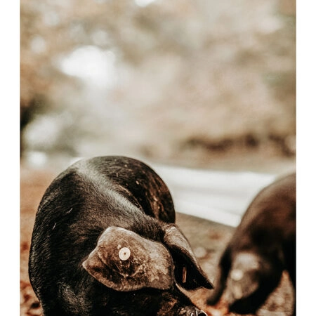 Poster RUSTIC FARMHOUSE HOG 3 -  Sticky 2