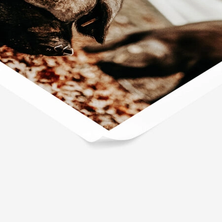 Poster RUSTIC FARMHOUSE HOG 3 -  Sticky 1