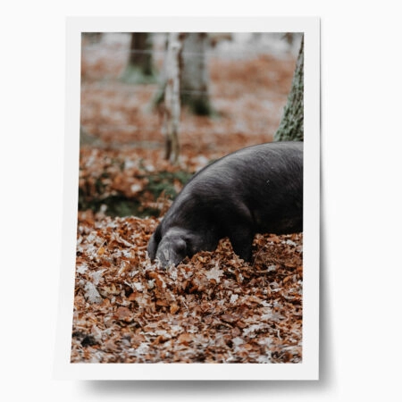 Poster RUSTIC FARMHOUSE HOG - 