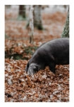 Poster RUSTIC FARMHOUSE HOG