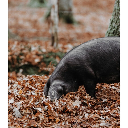 Poster RUSTIC FARMHOUSE HOG -  Sticky 2
