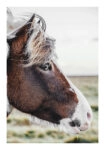 Poster RUSTIC FARMHOUSE HORSE 10