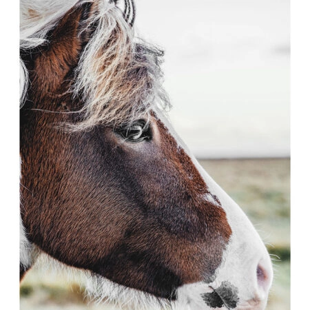 Poster RUSTIC FARMHOUSE HORSE 10 -  Sticky 2
