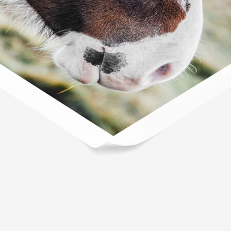 Poster RUSTIC FARMHOUSE HORSE 10 -  Sticky 1