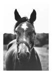 Poster RUSTIC FARMHOUSE HORSE 11
