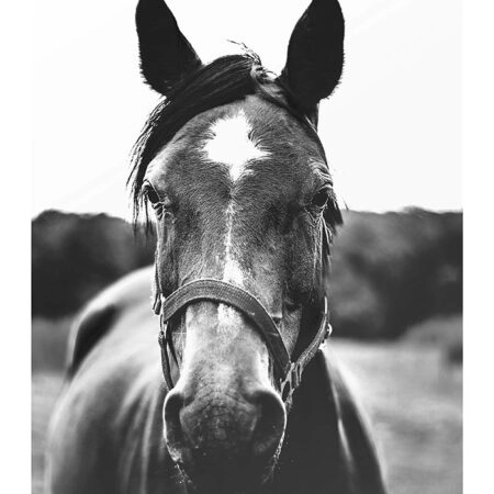 Poster RUSTIC FARMHOUSE HORSE 11 -  Sticky 2