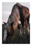 Poster RUSTIC FARMHOUSE HORSE 12