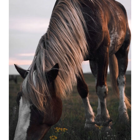 Poster RUSTIC FARMHOUSE HORSE 12 -  Sticky 2