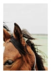 Poster RUSTIC FARMHOUSE HORSE 13