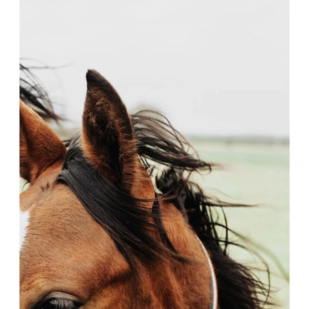 Poster RUSTIC FARMHOUSE HORSE 13 -  Sticky 2
