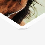 Poster RUSTIC FARMHOUSE HORSE 13