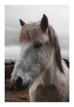 Poster RUSTIC FARMHOUSE HORSE 14