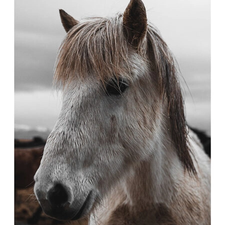 Poster RUSTIC FARMHOUSE HORSE 14 -  Sticky 2