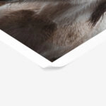 Poster RUSTIC FARMHOUSE HORSE 14