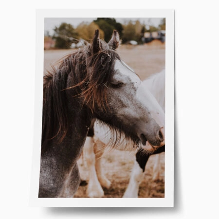 Poster RUSTIC FARMHOUSE HORSE 16 - 
