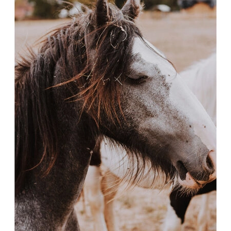 Poster RUSTIC FARMHOUSE HORSE 16 -  Sticky 2