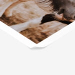 Poster RUSTIC FARMHOUSE HORSE 16