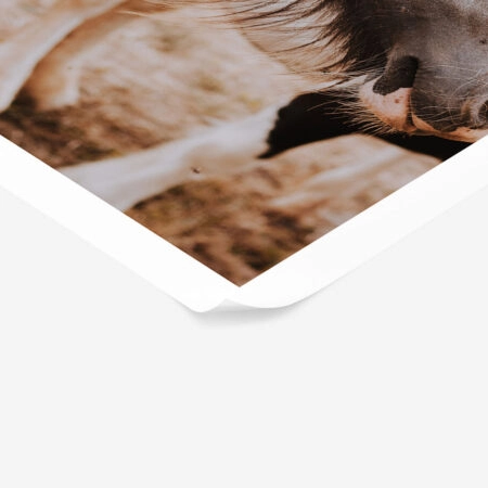 Poster RUSTIC FARMHOUSE HORSE 16 -  Sticky 1