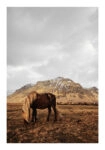 Poster RUSTIC FARMHOUSE HORSE 18