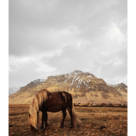 Poster RUSTIC FARMHOUSE HORSE 18 -  Sticky 2