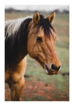 Poster RUSTIC FARMHOUSE HORSE 19