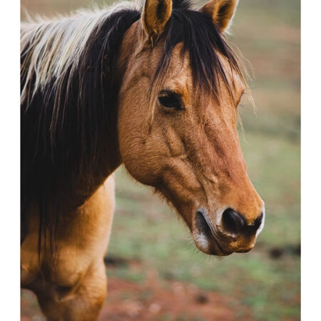 Poster RUSTIC FARMHOUSE HORSE 19 -  Sticky 2