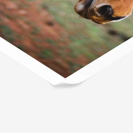 Poster RUSTIC FARMHOUSE HORSE 19 -  Sticky 1