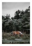 Poster RUSTIC FARMHOUSE HORSE 2