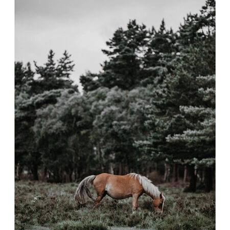 Poster RUSTIC FARMHOUSE HORSE 2 -  Sticky 2