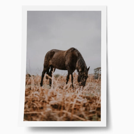 Poster RUSTIC FARMHOUSE HORSE 3 - 