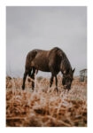 Poster RUSTIC FARMHOUSE HORSE 3