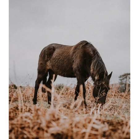 Poster RUSTIC FARMHOUSE HORSE 3 -  Sticky 2