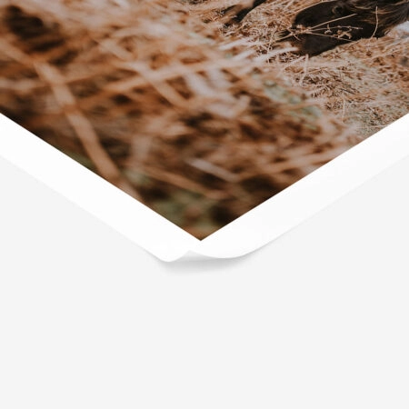 Poster RUSTIC FARMHOUSE HORSE 3 -  Sticky 1