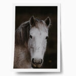 Poster RUSTIC FARMHOUSE HORSE 4
