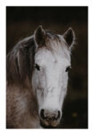 Poster RUSTIC FARMHOUSE HORSE 4