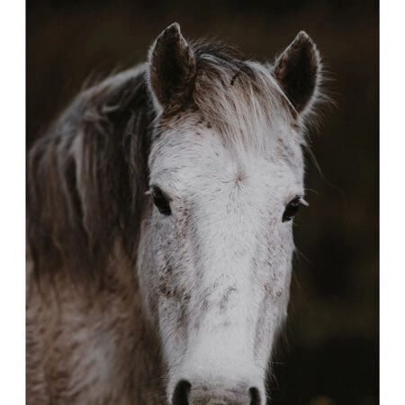 Poster RUSTIC FARMHOUSE HORSE 4 -  Sticky 2