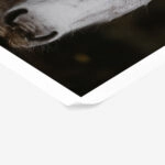 Poster RUSTIC FARMHOUSE HORSE 4