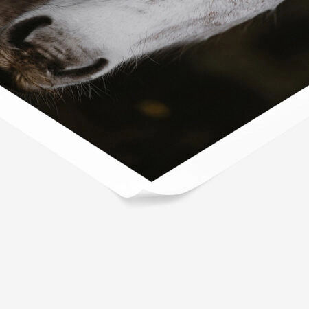 Poster RUSTIC FARMHOUSE HORSE 4 -  Sticky 1