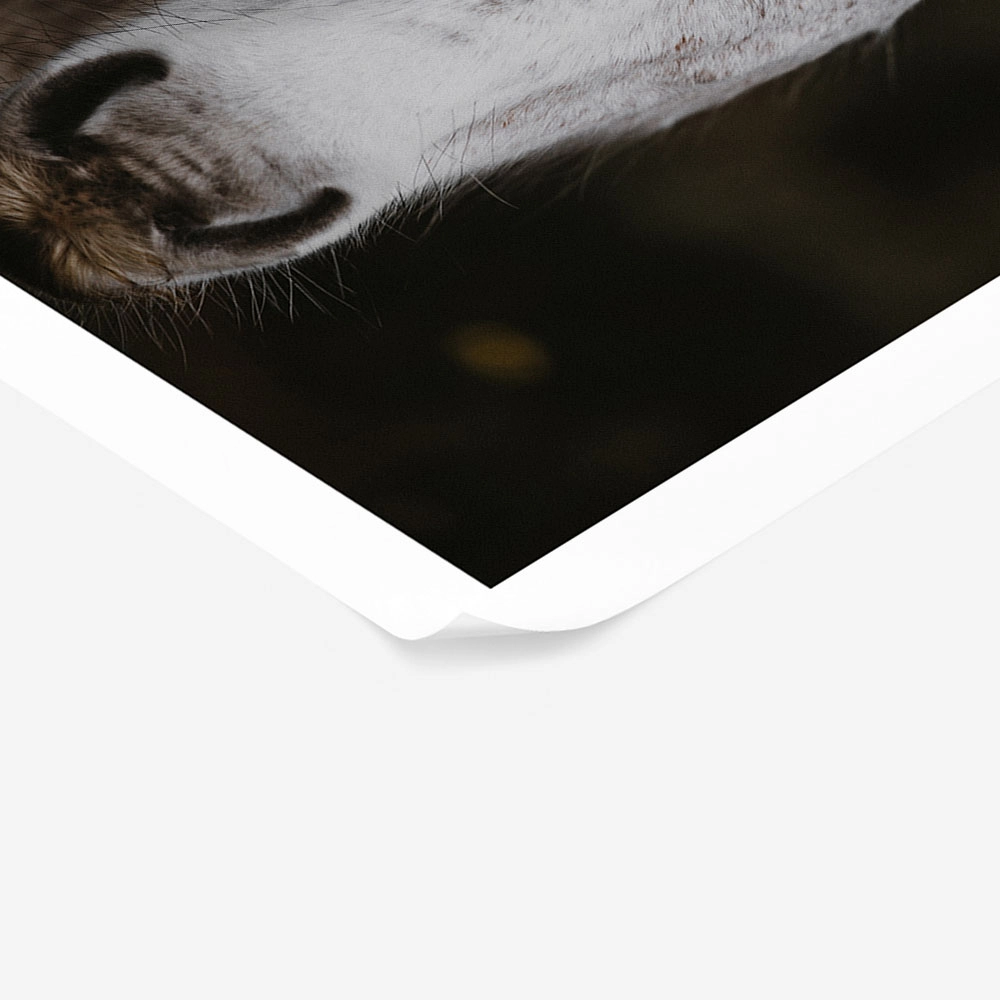 Poster RUSTIC FARMHOUSE HORSE 4